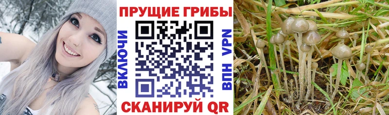 Псилоцибиновые грибы GOLDEN TEACHER  Нижнеудинск 